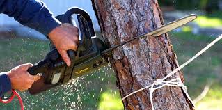 Wellton, AZ Tree Services Company